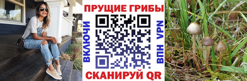 что такое наркотик  Строитель  Галлюциногенные грибы Cubensis 